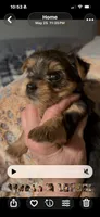Rue, a female Yorkshire Terrier for sale in Absecon, NJ – 4 of 8