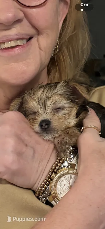 Reba  – Yorkshire Terrier puppy for sale in Absecon, NJ