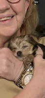 Reba , a female Yorkshire Terrier for sale in Absecon, NJ – 2 of 5