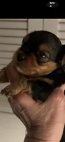 Mason , a male Yorkshire Terrier for sale in Absecon, NJ – 3 of 10