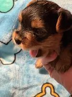 Rue , a male Yorkshire Terrier for sale in Absecon, NJ – 3 of 4