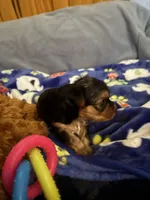 Duce , a male Yorkshire Terrier for sale in Absecon, NJ – 5 of 10