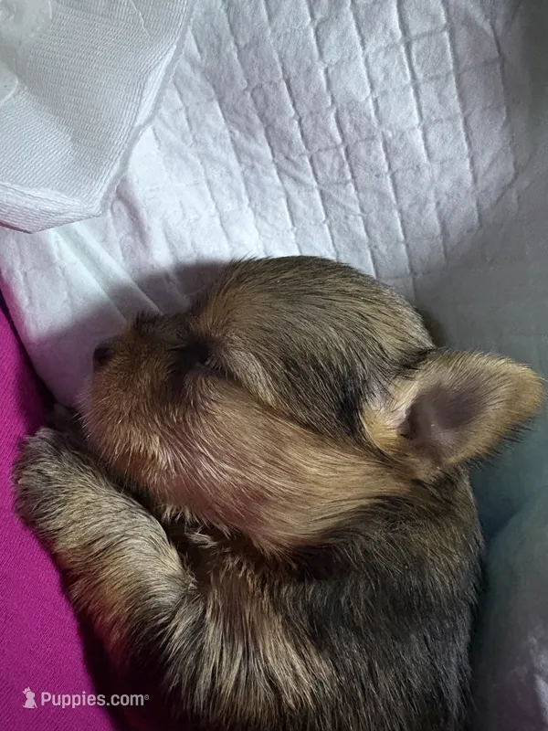 Reba  – Yorkshire Terrier puppy for sale in Absecon, NJ