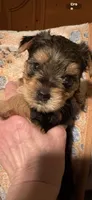 Rue, a female Yorkshire Terrier for sale in Absecon, NJ – 6 of 8