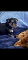 Duce , a male Yorkshire Terrier for sale in Absecon, NJ – 10 of 10