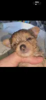 Reba , a female Yorkshire Terrier for sale in Absecon, NJ – 5 of 5