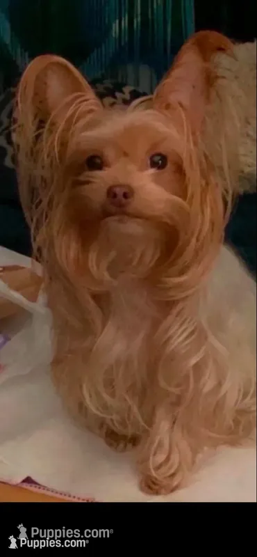 Puppy – Yorkshire Terrier puppy for sale in Absecon, NJ