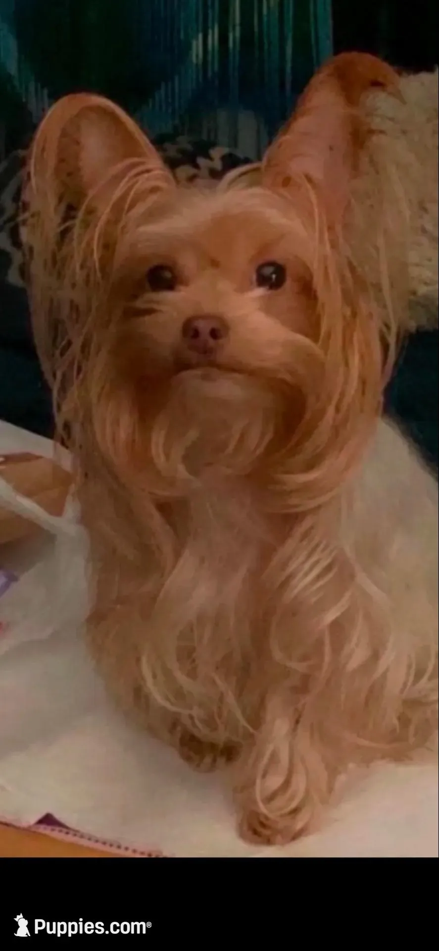 Puppy, a  Yorkshire Terrier for sale in Absecon, NJ – Photo 1 of 10