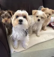 Puppy, a  Yorkshire Terrier for sale in Absecon, NJ – Photo 8 of 10