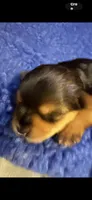 Duce , a male Yorkshire Terrier for sale in Absecon, NJ – 4 of 10