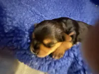 Duce , a male Yorkshire Terrier for sale in Absecon, NJ – 2 of 10