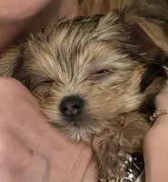 Reba , a female Yorkshire Terrier for sale in Absecon, NJ – 3 of 3