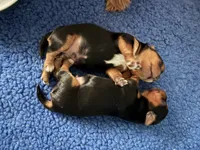 Mason , a male Yorkshire Terrier for sale in Absecon, NJ – 9 of 10