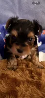 Duce , a male Yorkshire Terrier for sale in Absecon, NJ – 9 of 10