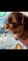 Rue, a female Yorkshire Terrier for sale in Absecon, NJ – 7 of 8