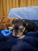 Mason , a male Yorkshire Terrier for sale in Absecon, NJ – 6 of 10