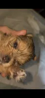 Reba , a female Yorkshire Terrier for sale in Absecon, NJ – 4 of 5