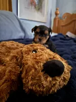 Mason , a male Yorkshire Terrier for sale in Absecon, NJ – 4 of 10