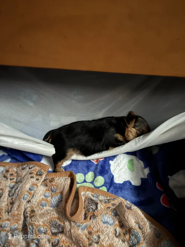 Rue – Yorkshire Terrier puppy for sale in Absecon, NJ
