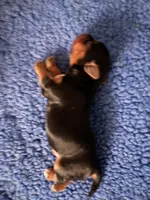 Duce , a male Yorkshire Terrier for sale in Absecon, NJ – 3 of 10