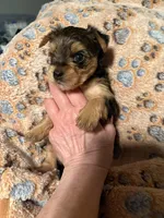 Rue , a male Yorkshire Terrier for sale in Absecon, NJ – 4 of 4