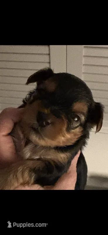 Mason  – Yorkshire Terrier puppy for sale in Absecon, NJ