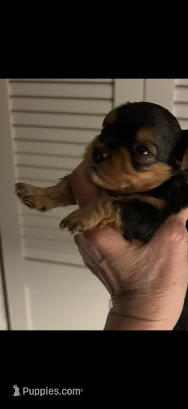 Duce  – Yorkshire Terrier puppy for sale in Absecon, NJ
