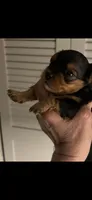 Duce , a male Yorkshire Terrier for sale in Absecon, NJ – 1 of 10