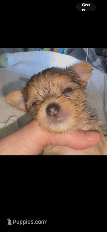 Reba  – Yorkshire Terrier puppy for sale in Absecon, NJ