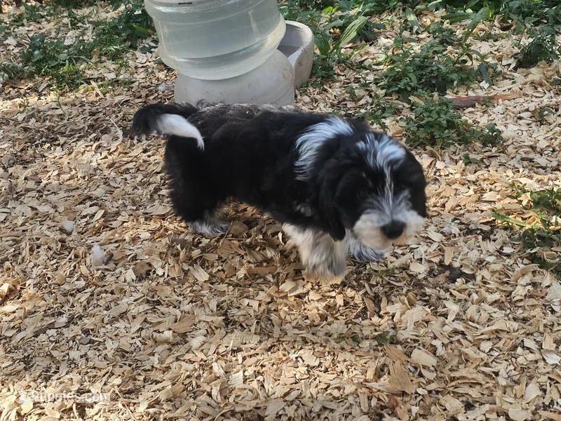 Dutton – Shih Tzu, Miniature Dachshund puppy for sale in Bowling Green, KY