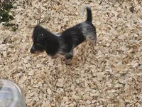 Rip, a male Shih Tzu and Miniature Dachshund for sale in Bowling Green, KY – 8 of 8