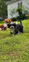 Dutton, a male Shih Tzu and Miniature Dachshund for sale in Bowling Green, KY – 2 of 2