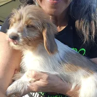 Torx, a  Shih Tzu and Miniature Dachshund for sale in Bowling Green, KY – Photo 3 of 5