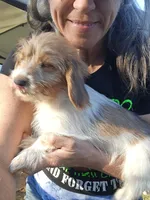 Torx, a  Shih Tzu and Miniature Dachshund for sale in Bowling Green, KY – Photo 3 of 5