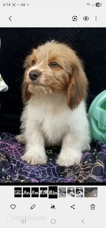 Torx, a  Shih Tzu and Miniature Dachshund for sale in Bowling Green, KY – Photo 1 of 5