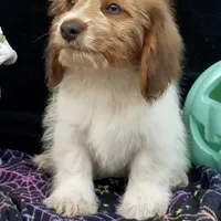 Torx, a  Shih Tzu and Miniature Dachshund for sale in Bowling Green, KY – Photo 1 of 5