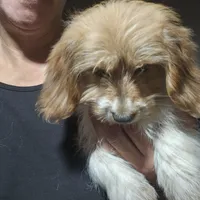 Torx, a  Shih Tzu and Miniature Dachshund for sale in Bowling Green, KY – Photo 4 of 5