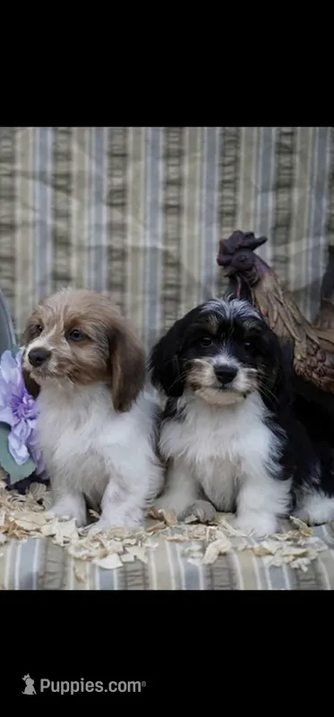 Torx – Shih Tzu, Miniature Dachshund puppy on hold in Bowling Green, KY