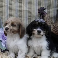 Torx, a  Shih Tzu and Miniature Dachshund for sale in Bowling Green, KY – Photo 2 of 5