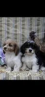 Torx, a  Shih Tzu and Miniature Dachshund for sale in Bowling Green, KY – Photo 2 of 5