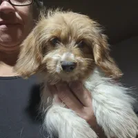 Torx, a  Shih Tzu and Miniature Dachshund for sale in Bowling Green, KY – Photo 5 of 5