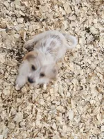 Carter, a male Shih Tzu and Miniature Dachshund for sale in Bowling Green, KY – 3 of 3
