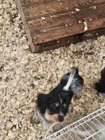 Rip, a male Shih Tzu and Miniature Dachshund for sale in Bowling Green, KY – 6 of 8