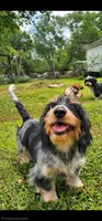 Rip, a male Shih Tzu and Miniature Dachshund for sale in Bowling Green, KY – 2 of 2