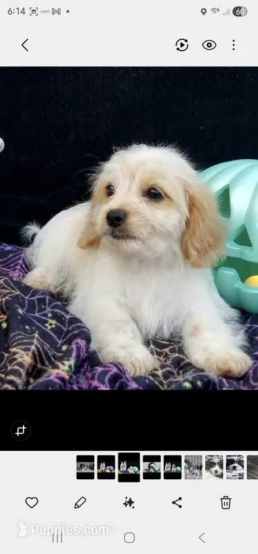 Tory, a  Shih Tzu and Miniature Dachshund for sale in Bowling Green, KY – Photo 1 of 4