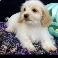 Tory, a  Shih Tzu and Miniature Dachshund for sale in Bowling Green, KY – Photo 1 of 4