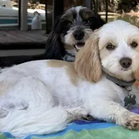 Tory, a  Shih Tzu and Miniature Dachshund for sale in Bowling Green, KY – Photo 3 of 4