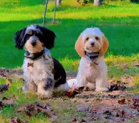 Tory, a  Shih Tzu and Miniature Dachshund for sale in Bowling Green, KY – Photo 4 of 4