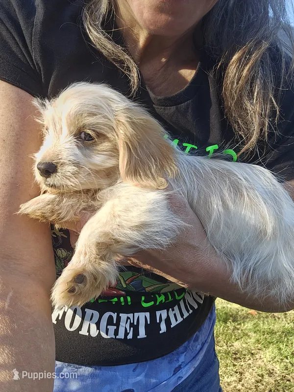 Tory – Shih Tzu, Miniature Dachshund puppy on hold in Bowling Green, KY