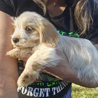 Tory, a  Shih Tzu and Miniature Dachshund for sale in Bowling Green, KY – Photo 2 of 4